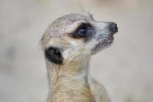 suricate - tête, gros plan photo