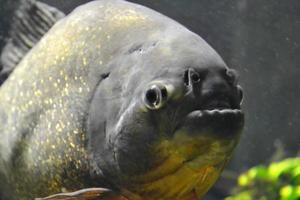 poisson piranha - pygocentrus piraya photo