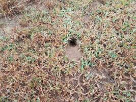 trou de souris ou d'animal creusé dans la terre et l'herbe photo