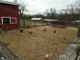 poulets et coqs en poulailler à la ferme avec clôture photo