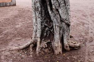 gros plan de tronc d'arbre photo