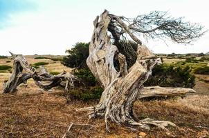 vue arbre mort photo