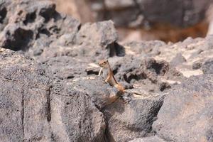 petit écureuil sur les rochers photo