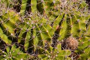 gros plan de cactus photo