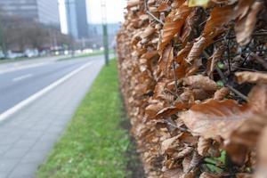 feuilles sèches brunes nature haie photo