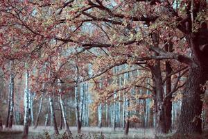 forêt mystique féerique aux couleurs roses. photo