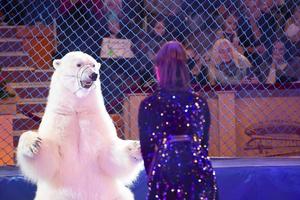 un dresseur d'animaux avec un ours polaire se produit au cirque. ours de cirque. photo