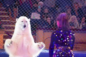 un dresseur d'animaux avec un ours polaire se produit au cirque. ours de cirque. photo