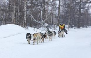 kamchatka, russie - 10 juin 2021 - équipe de traîneau à chiens en cours d'exécution kamchatka musher photo