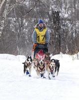 kamchatka, russie - 10 juin 2021 - course traditionnelle de traîneaux à chiens kamchatka elizovsky sprint photo