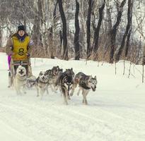 kamchatka, russie - 10 juin 2021 - course traditionnelle de traîneaux à chiens kamchatka elizovsky sprint photo