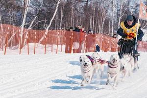 kamchatka, russie - 16 juillet 2022- l'équipe de traîneau à chiens en cours d'exécution kamchatka musher photo
