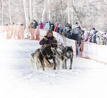 kamchatka, russie - 10 juin 2021 - le musher se cachant derrière un traîneau lors d'une course de chiens de traîneau sur la neige en hiver photo