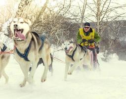 kamchatka, russie - 10 juin 2021 - course traditionnelle de traîneaux à chiens kamchatka elizovsky sprint photo