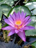 la fleur de teratai dans l'eau photo