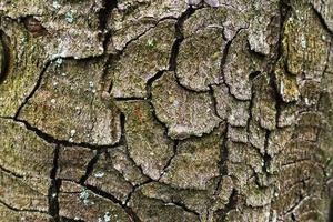 écorce noueuse d'un arbre avec de nombreux cercles dans une macro de forêt photo