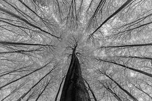 couronne d'arbre d'hiver photo