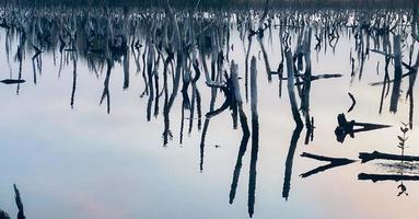 paysage crépusculaire de la forêt de mangroves, panorama crépusculaire de la forêt de mangroves le soir, belle forêt de mangroves, que ce soit les teintes chaudes d'un crépuscule ou de l'aube, reflet chatoyant de la détente photo