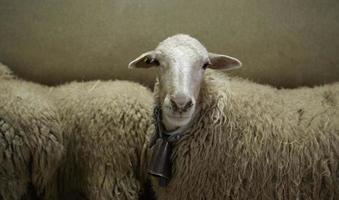 moutons dans une ferme photo
