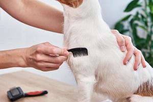 femme brossant le chien. propriétaire peignant jack russell terrier. s'occuper d'un animal photo