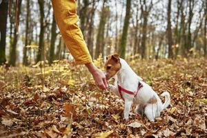 femme avec promenade de chien dans le parc d'automne photo