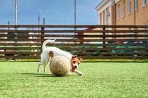 chien jouer au football sur le terrain photo