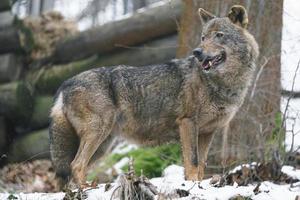 loup ibérique au zoo photo