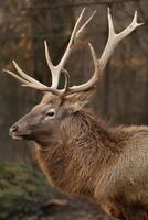 portrait de wapiti de l'altaï photo