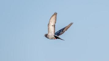 pigeon volant dans le ciel bleu photo
