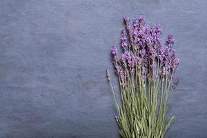 fleurs de lavande sur la vue de dessus de fond coloré. copie espace photo