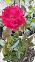 les roses rouges fleurissent en été dans le jardin de campagne. rose rouge, belle rose unique. aimer photo