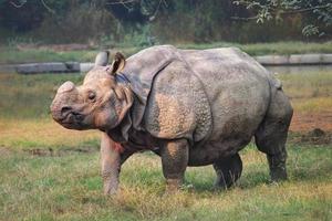 grand rhinocéros dans un zoo photo