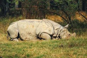 grand rhinocéros dans un zoo photo