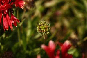 fleurs colorées lumineuses dans un jardin extérieur à karachi pakistan 2022 photo