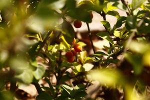 plantes à fleurs aux couleurs vives dans un jardin extérieur à karachi pakistan 2022 photo