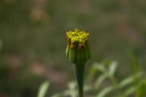 plantes à fleurs aux couleurs vives dans un jardin extérieur à karachi pakistan 2022 photo