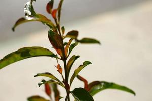 plantes à fleurs dans un jardin extérieur à karachi pakistan 2022 photo