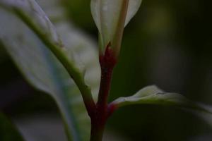 plantes à fleurs dans un jardin extérieur à karachi pakistan 2022 photo