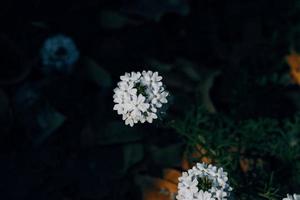 plantes à fleurs dans un jardin extérieur à karachi pakistan 2022 photo