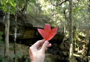 quelqu'un tient une feuille d'érable rouge dans la forêt. photo