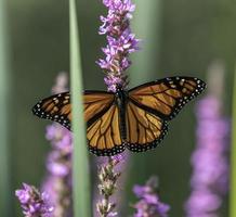 un papillon monarque dans le sud de l'ontario. photo