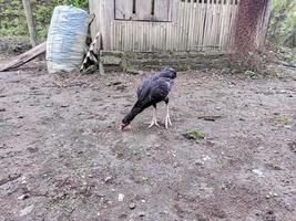 les poules noires cherchent de la nourriture au sol photo