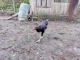les poules noires cherchent de la nourriture au sol photo