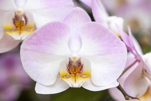 fleur d'orchidée phalaenopsis violette photo