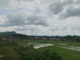 vue sur le paysage des rizières à magelang indonésie photo