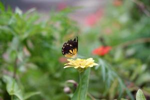 un papillon s'accroche à une jolie fleur