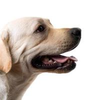 portrait du chien de berger caucasien. isolé sur blanc photo