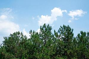 pins verts contre le ciel et les nuages photo