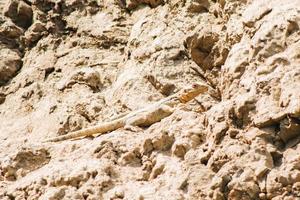La peau de lézard commun mélange le camouflage sur les rochers dans la gorge de pantishara. parc national de vashlovani en géorgie photo