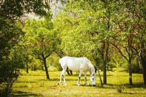 beau cheval blanc majestueux blanc mange de l'herbe au printemps. parc national de vashlovani en géorgie photo